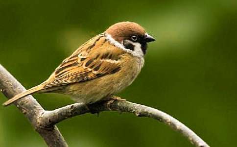 描寫(xiě)麻雀的作文(精選86篇)