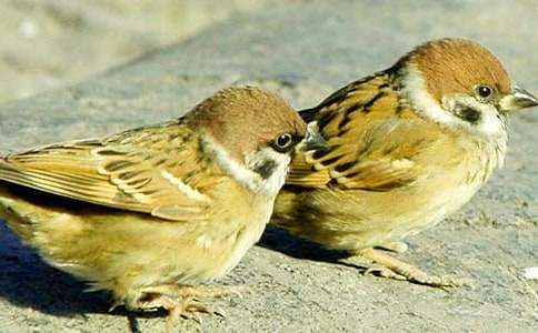 ��С��ȸ���̰����ąR����ƪ