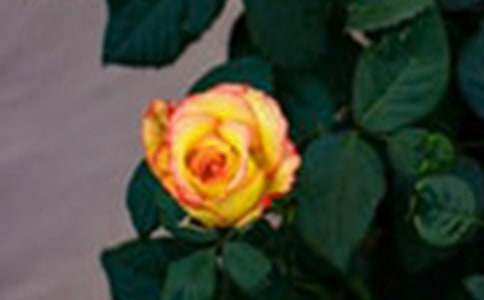  �茑õ�廨���ε����ģ����x48ƪ��