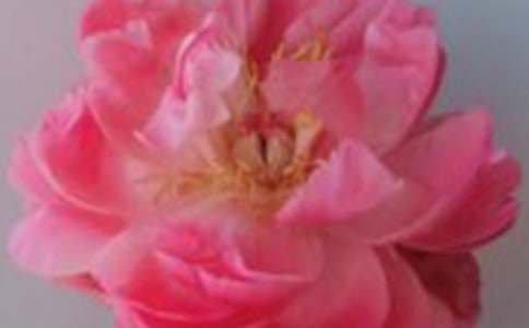 ��ϲ�g��õ�廨-����