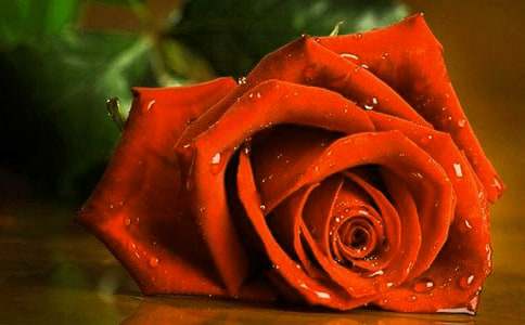 �P(gu��n)��õ�廨�������_�^��ͨ��10ƪ��