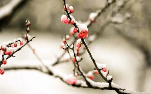 ٝ�P(y��ng)÷����������ģ�ͨ��20ƪ��