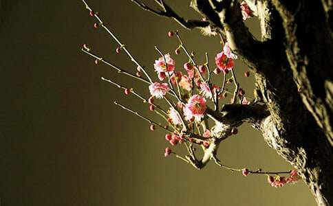 �����茑÷���������~�Z(y��)