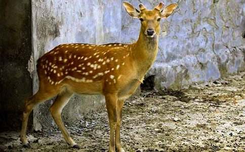 �茑(xi��)÷��¹���ģ�ͨ��21ƪ��