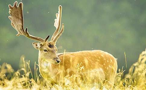 梅花鹿作文(精選35篇)