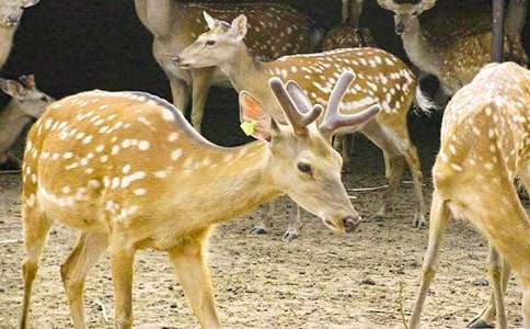 梅花鹿作文集合14篇
