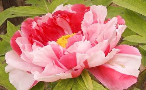 ��ĵ�������^�쌦���С�W100������