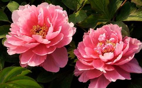 ��ϲ�gĵ�������ģ����x26ƪ��