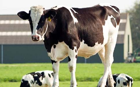 【實(shí)用】奶牛作文300字3篇