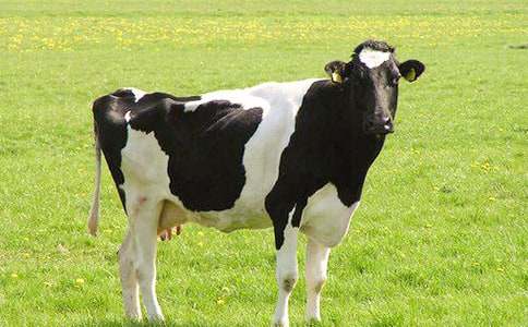 ��ţ����400��3ƪ