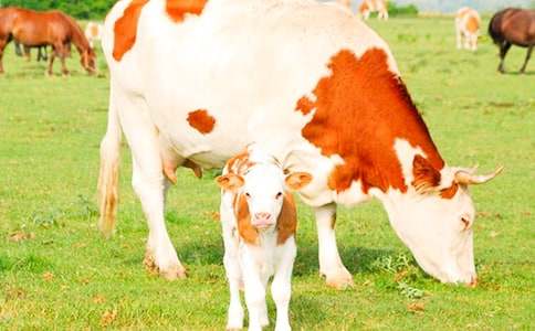 ���x��ţ����300�ְ�ƪ