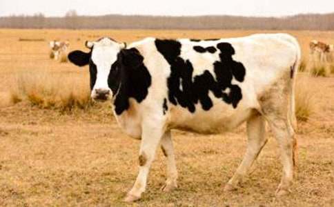 ��ţ����ӆُ��ͬ