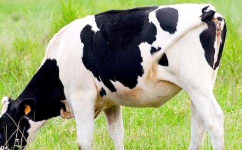 ��ţ�B(y��ng)ֳ��ͬ