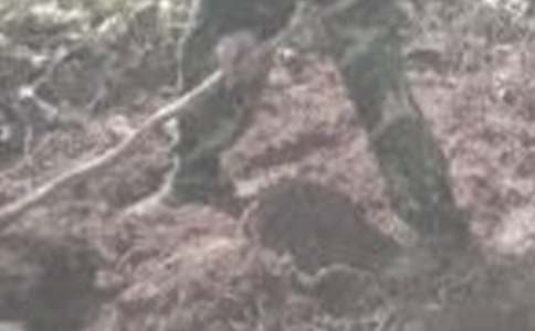 第一次干農(nóng)活作文【熱門】