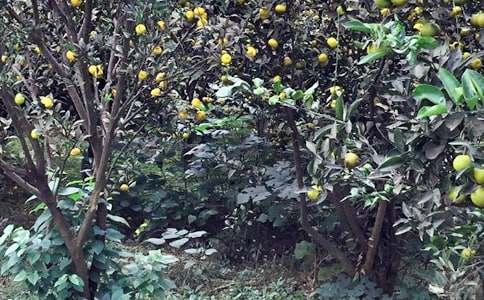 農(nóng)家樂敘事作文500字