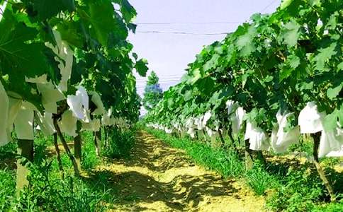 �y�����r(n��ng)�Ҙ�(l��)����