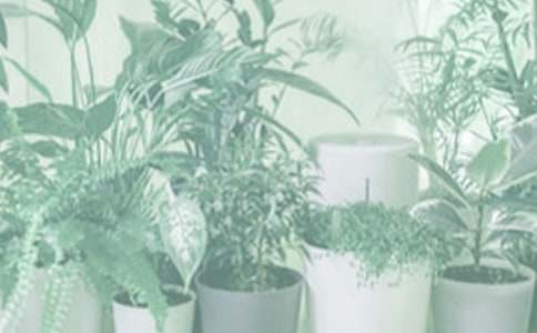 松樹盆栽的思考初二作文