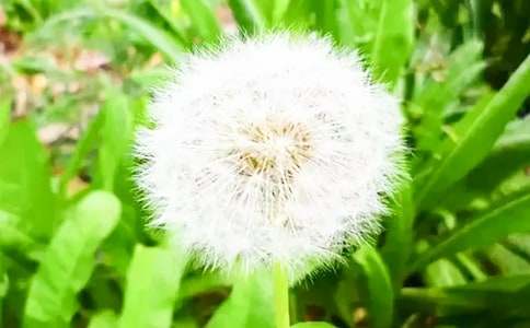 ���ѹ�Ӣһ���pӯ����2000��