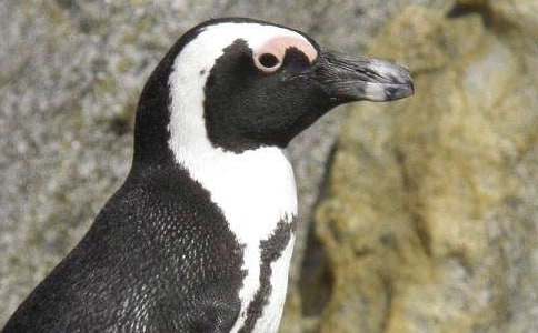 Ԣ�Թ��£��¸ҵ�С���Z