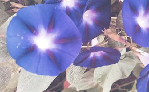 ����ţ��������800��