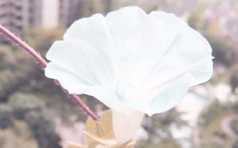 �����Ġ�ţ������11ƪ