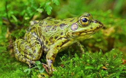 觀察青蛙捕食作文400字(精選26篇)