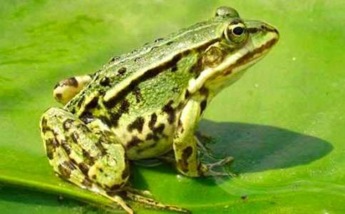 ͯԒ���£����ܳ���