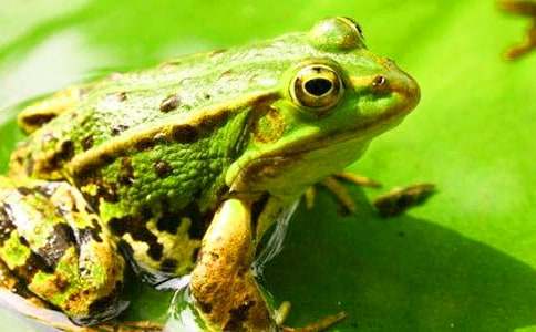 �茑���ܵ�С����