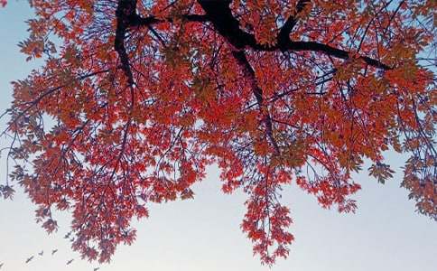 又到秋日落葉時900字寫景作文