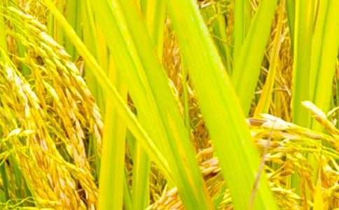 �茑�r(n��ng)�����վ���ľ���