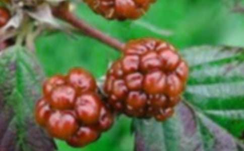 ժɣ������300��6ƪ