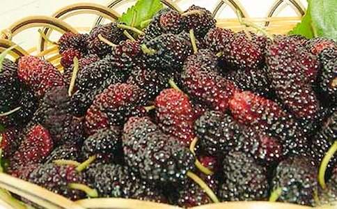 又到桑葚成熟時(shí)初三作文