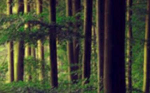 ɭ�ַ�������400��