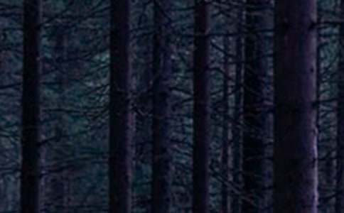 ɭ�ִ��ͯԒ����