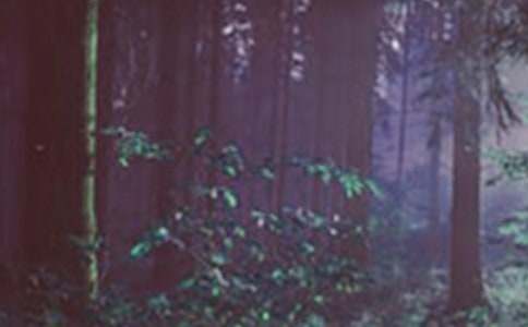 ���õ�ɭ��֮��ͯԒ����3ƪ