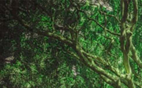 森林防火安全作文(精選11篇)