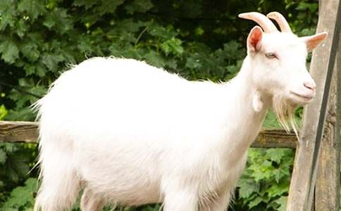 ɽ�����ͯԒ����