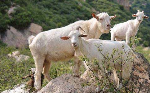 Сɽ���С��С�W(xu��)����