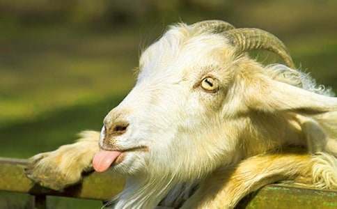 ����,�C���cɽ������