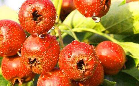 描寫山楂樹作文(精選45篇)