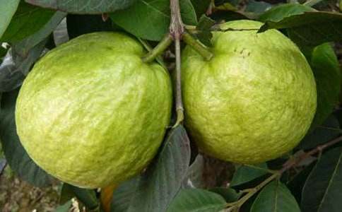 石榴花作文400字(通用21篇)