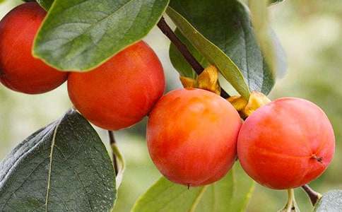 ���x��������600��6ƪ