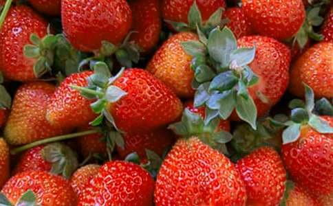 小班繪本閱讀愛(ài)吃水果的牛教案(通用5篇)