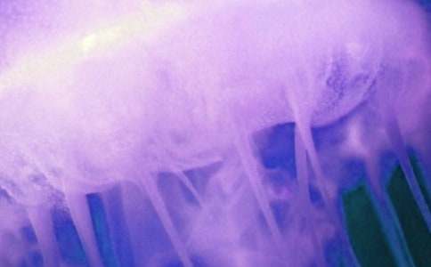 【精品】水母作文300字三篇