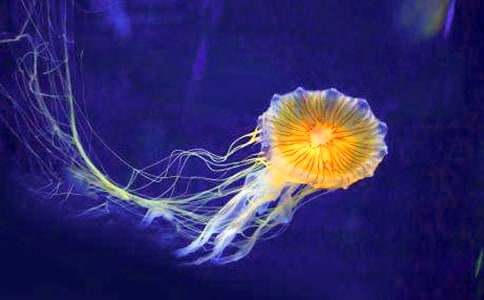 觀察水母作文(匯編2篇)