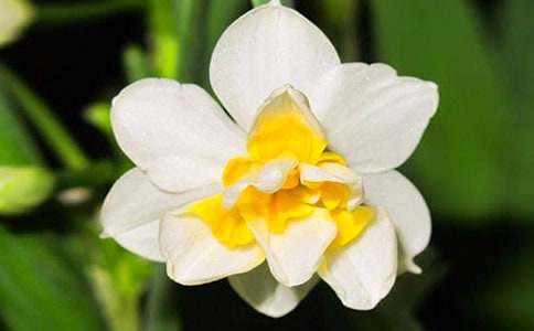 寫觀察水仙花生長過程作文600字(通用10篇)