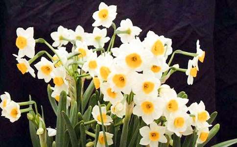 作文:水仙花觀察日記