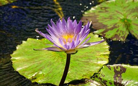 ���l(xi��ng)��˯ɏ�ٲ�-�������Ĵ�ȫ