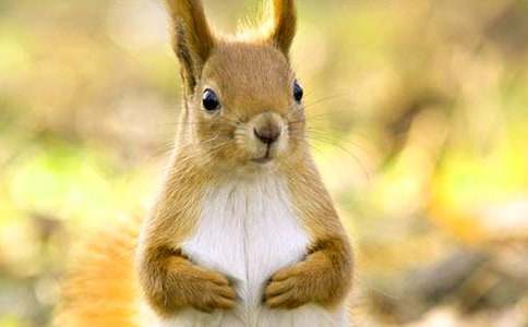 2015年松鼠和松果教學設計