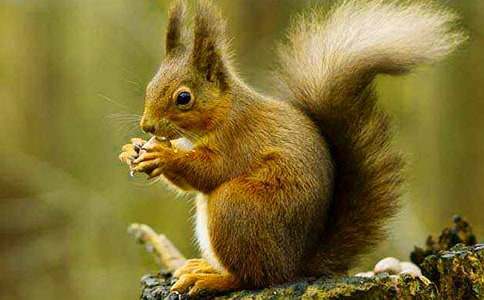 《松鼠》第二課時(shí)教學(xué)設(shè)計(jì)(精選27篇)